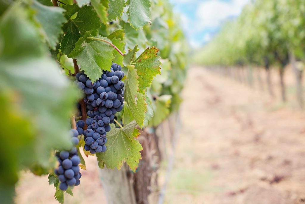 grapes 1952035 1920